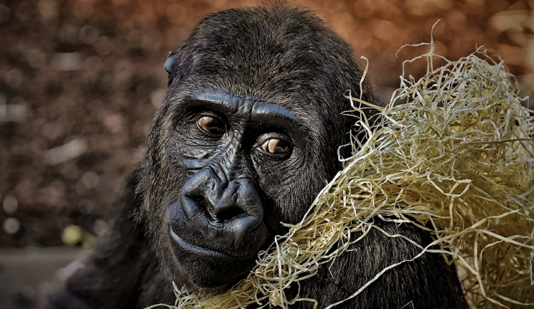 Safari Park ve Dvoře Králové zavedl karanténu pro gorily
