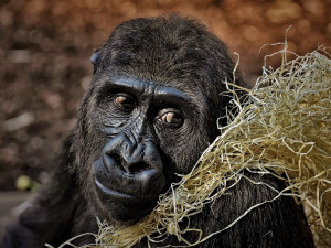 Safari Park ve Dvoře Králové zavedl karanténu pro gorily