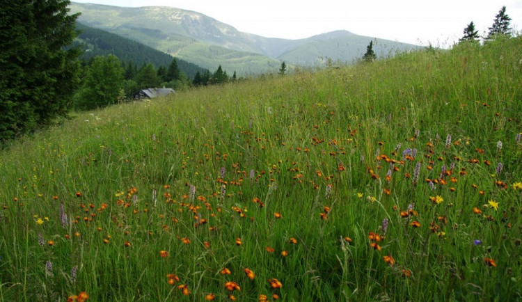 horsá louka v Krkonoších