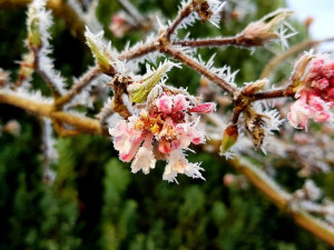 Meteorologové varují před mrazy, které mohou poničit ovocné stromy
