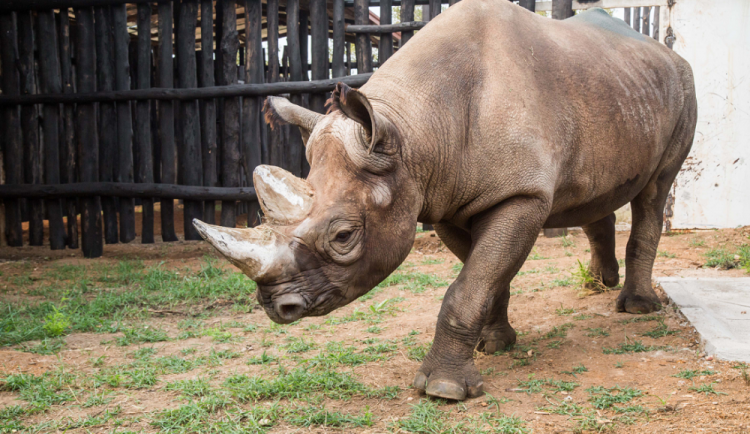 V africké Rwandě uhynul nosorožec Manny, který se narodil v Dvorské ZOO