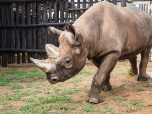 V africké Rwandě uhynul nosorožec Manny, který se narodil v Dvorské ZOO