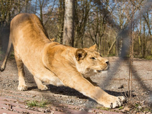 Nepřítomnost lidí zvířata vnímají, říká ředitel zoo ve Dvoře Králové Rabas