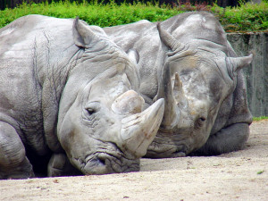 Koronavirus zbrzdil projekt záchrany téměř vyhynulých nosorožců