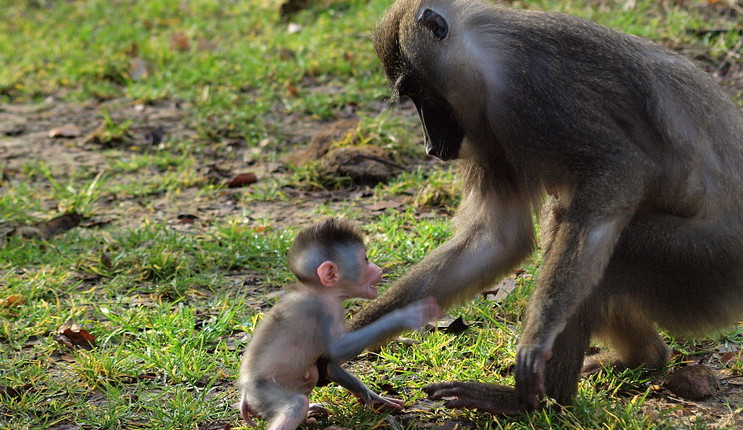 mládě drila černolícího