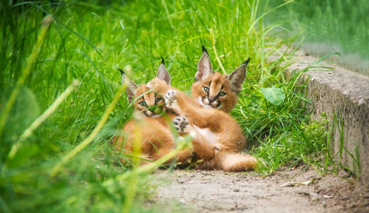 ZOO ve Dvoře Králové je kvůli koronaviru v mínusu. Chybět bude až 20 milionů korun