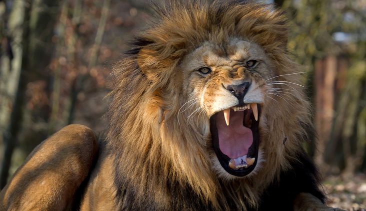 Lev berberský ve Lvím safari