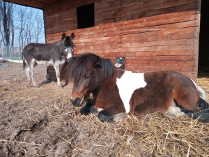 Pardubice vybírají peníze na krmení pro opuštěná a týraná zvířata. Pomůže i Hradec?