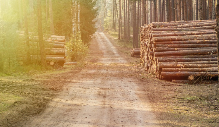 Ilustrační foto / pokácené stromy