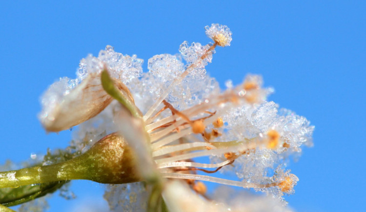 Noční mrazy mohou ohrozit úrodu, meteorologové vydali výstrahu