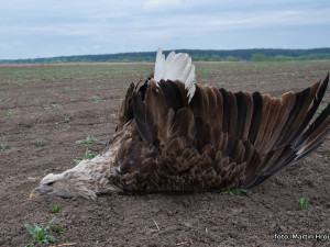 V Roudnici na Hradecku našli mrtvého orla mořského. Byl otráven pesticidem