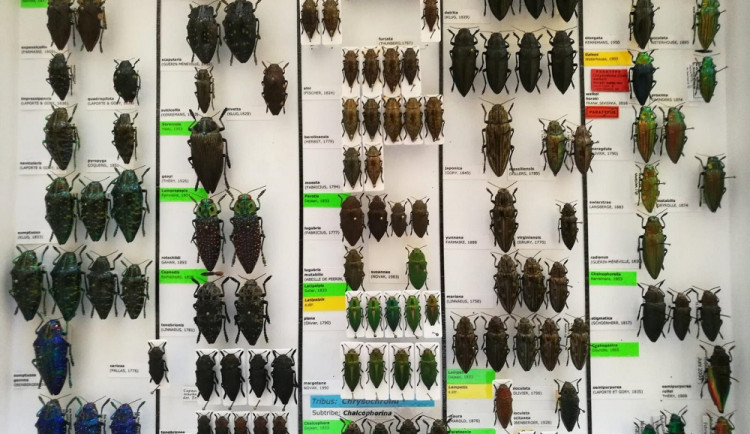 Za sbírání brouků půjde vášnivý entomolog za mříže. Ve sbírce měl stovky ohrožených druhů