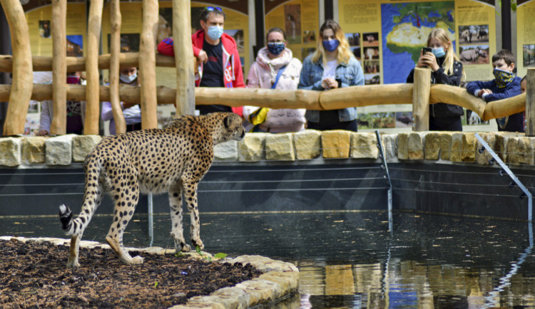 Zoologická zahrada má unikátní výběh pro gepardy. Od návštěvníků je dělí pouze voda
