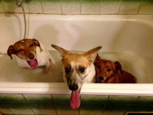 Charlieho chtěli majitelé nechat po nehodě utratit, teď je z něj izraelská celebrita