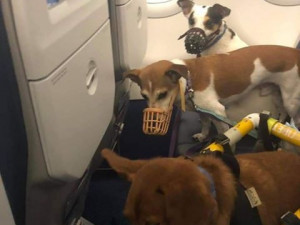 Charlieho chtěli majitelé nechat po nehodě utratit, teď je z něj izraelská celebrita