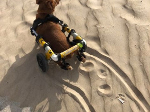 Charlieho chtěli majitelé nechat po nehodě utratit, teď je z něj izraelská celebrita