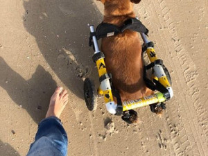 Charlieho chtěli majitelé nechat po nehodě utratit, teď je z něj izraelská celebrita