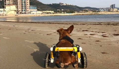 Charlieho chtěli majitelé nechat po nehodě utratit, teď je z něj izraelská celebrita