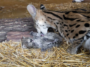 FOTO: Safari Park ve Dvoře má nový přírůstek. Dvojčátka servalů odchovají netradičně samice i samec