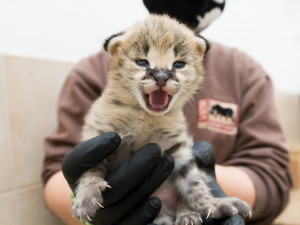 FOTO: Safari Park ve Dvoře má nový přírůstek. Dvojčátka servalů odchovají netradičně samice i samec