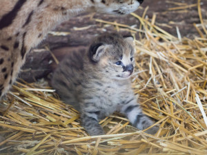 FOTO: Safari Park ve Dvoře má nový přírůstek. Dvojčátka servalů odchovají netradičně samice i samec