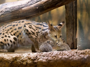 FOTO: Safari Park ve Dvoře má nový přírůstek. Dvojčátka servalů odchovají netradičně samice i samec
