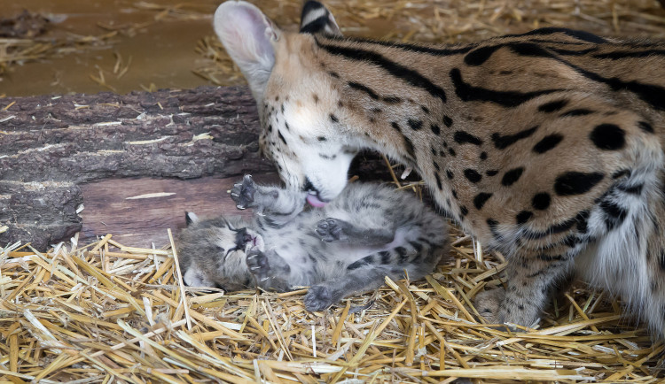 FOTO: Safari Park ve Dvoře má nový přírůstek. Dvojčátka servalů odchovají netradičně samice i samec