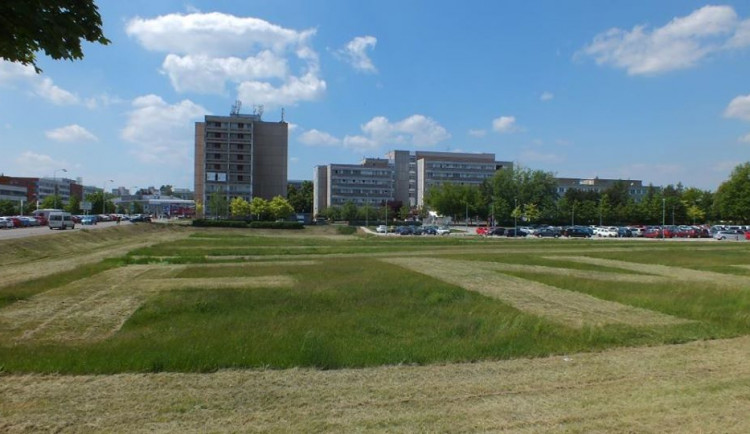 FOTO: Pracovníci technických služeb poděkovali zdravotníkům hradecké Fakultní nemocnice. Na trávníku jim vysekali modrou hvězdu života