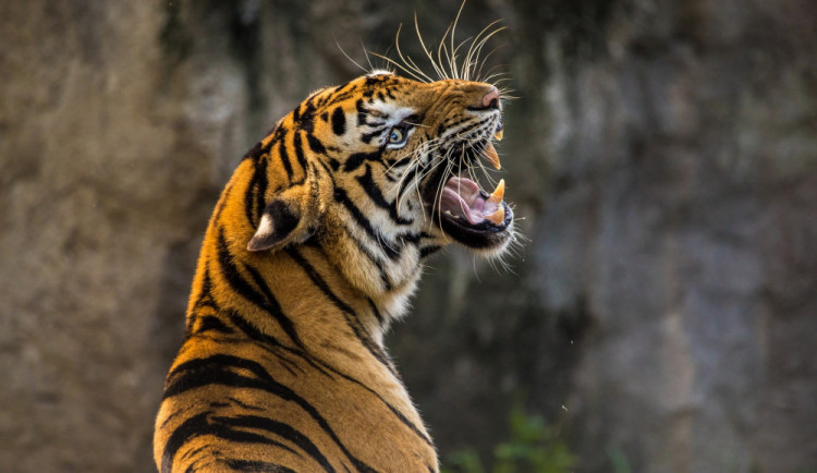 Zoo ve Dvoře čeká kvůli koronaviru ztráta 23 milionu korun. Zdraží proto vstupné