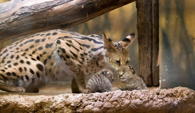 Dvorská zoo dala 26 milionů do expozic šelem, vodních světů a ptáků