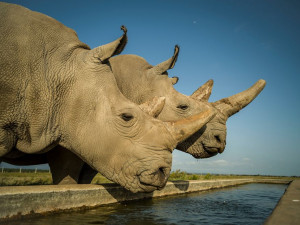 Záchrana téměř vyhynulých nosorožců se kvůli koronaviru dál komplikuje
