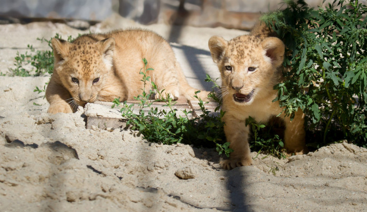 Pozvi zvíře na oběd, vyzývá návštěvníky zoologická zahrada ve Dvoře Králové