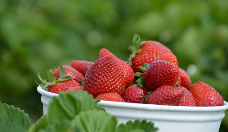 V Pileticích se připravuje sběr jahod. Natrhat si budeme moct už příští týden