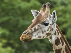 I přes komplikace s přesuny zvířat získala zahrada ve Dvoře Králové novou žirafí samici