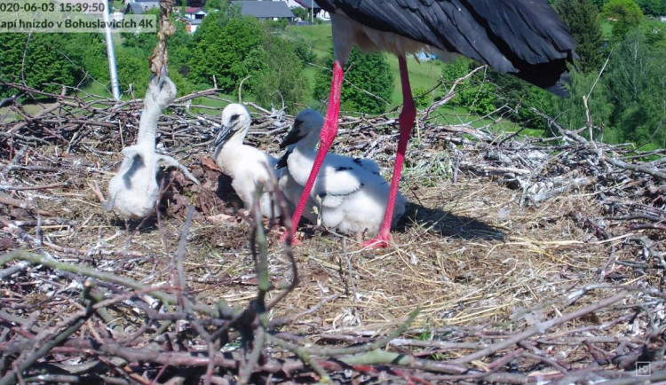 Online sledování čápů v Bohuslavicích u Trutnova se stalo fenoménem. Videa sledují tisíce lidí