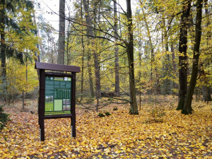 Městské lesy vystaví oficiální trailové tratě pro cyklisty, ty současné nebyly povolené. Část z nich ale zůstane zachována