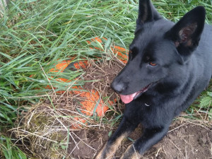 Zloději se vydali pro nářadí na stavbu D11. S dodávkou zapadli v rozbahněném poli