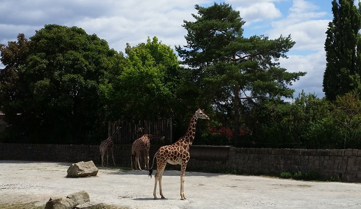 Žirafy v zoo ve Dvoře Králové nad Labem