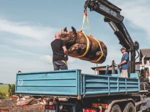 Převoz nosorožců vytesaných ze dřeva