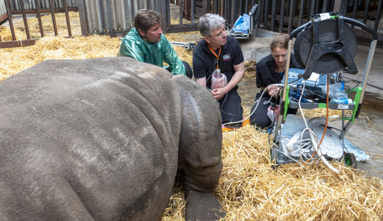 Podařilo se odebrat rekordní množství vajíček nosorožců. Safari Park je tak opět o trochu blíž k jejich záchraně