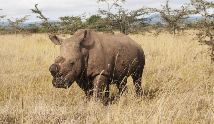 Ostatky Sudána jsou v České republice, Safari Park z nich udělá exponát. Šlo o posledního nosorožce bílého severního