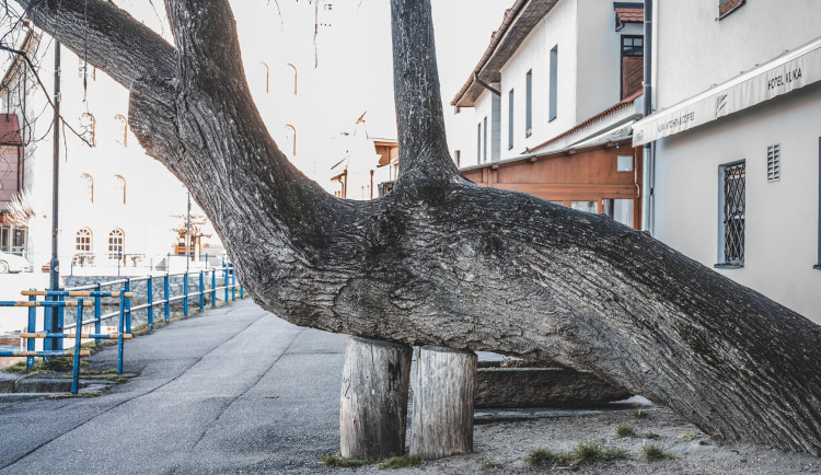 Lípa u Kliky bojuje o titul Strom roku, ve finále je dalších 11 stromů z osmi krajů