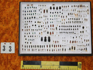 Muž měl doma neoprávněně preparované chráněné živočichy, půjde za mříže