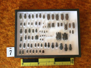 Muž měl doma neoprávněně preparované chráněné živočichy, půjde za mříže