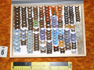 Muž měl doma neoprávněně preparované chráněné živočichy, půjde za mříže