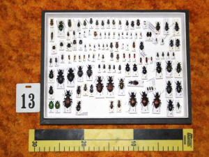 Muž měl doma neoprávněně preparované chráněné živočichy, půjde za mříže