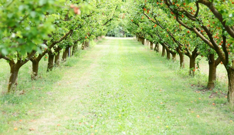 ilustrační foto- meruňkový sad