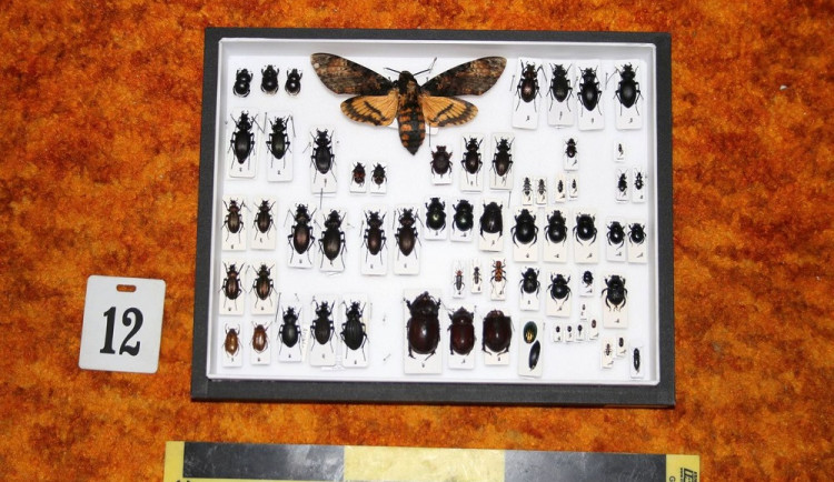 Sbírka chráněných brouků