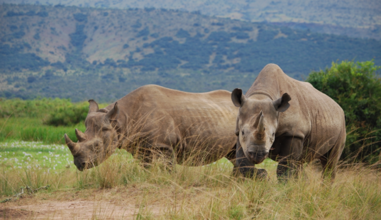 Dvojice nosorožců ze zoo ve Dvoře Králové nad Labem Jasiri a Mandela v rezervaci Akagera