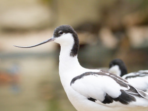 Zoologická zahrada ve Dvoře Králové zažívá babyboom. Ptačí pavilon praská ve švech